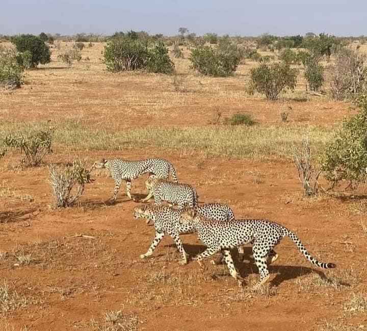 Erleben Sie die wunderschöne Safari und sehen Sie die Big Five in Tsavo East, Tsavo West, Amboseli, Masai Mara, Lake Nakuru und Taita-Hills