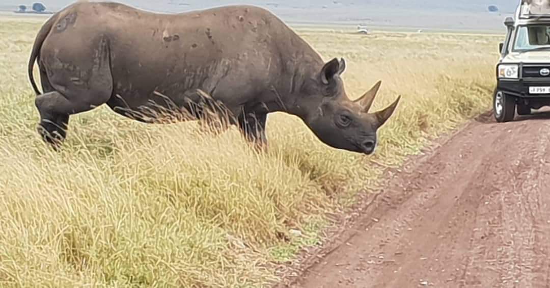 Are you going for safari and want to experience the big five wild animals in Tsavo East, Tsavo West, Amboseli,Masai Mara, Lake Nakuru, Taita Hills and Naivasha?Book with us and explore kenya's wildlife