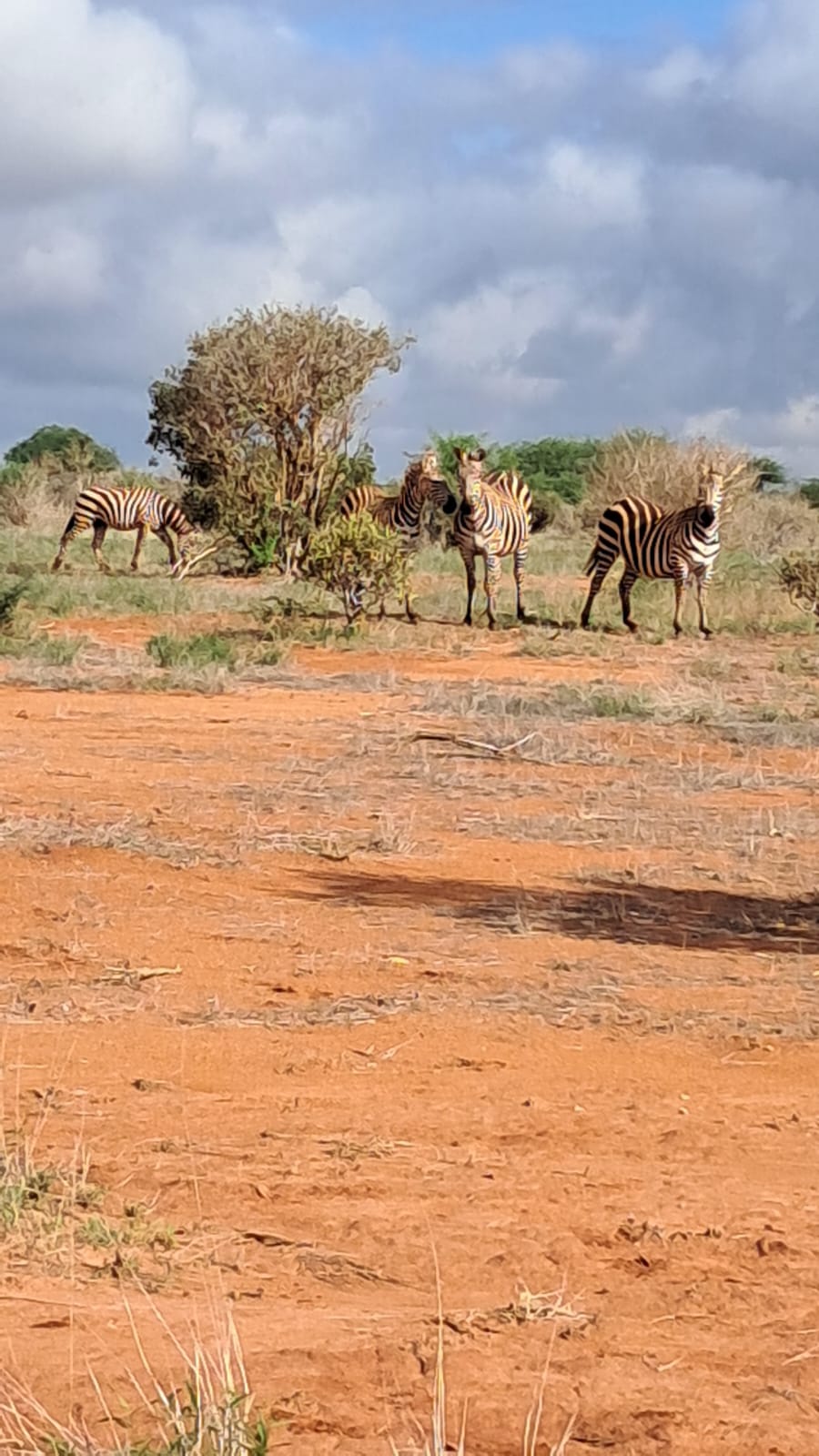 upplev det bästa safariäventyret i kenya tsavo east, Tsavo West, Amboseli, Masai Mara, Lake Nakuru och Taita-Hills.