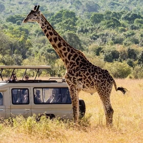 Experience the best safaris adventure in Kenya with us