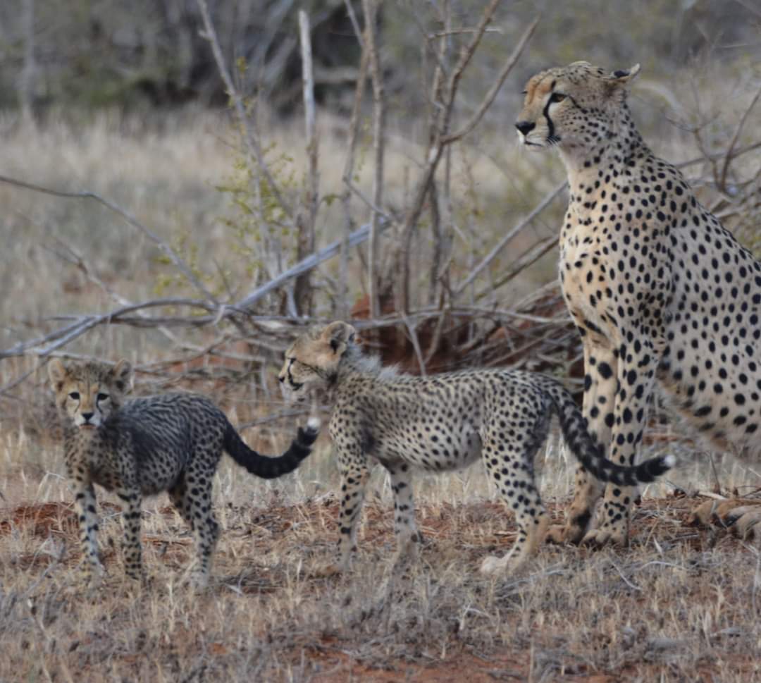 experience the best safaris adventure in Kenya with us