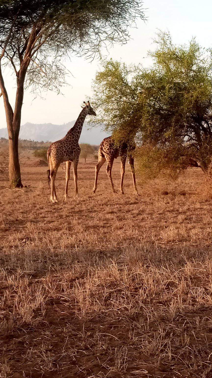 giraffs