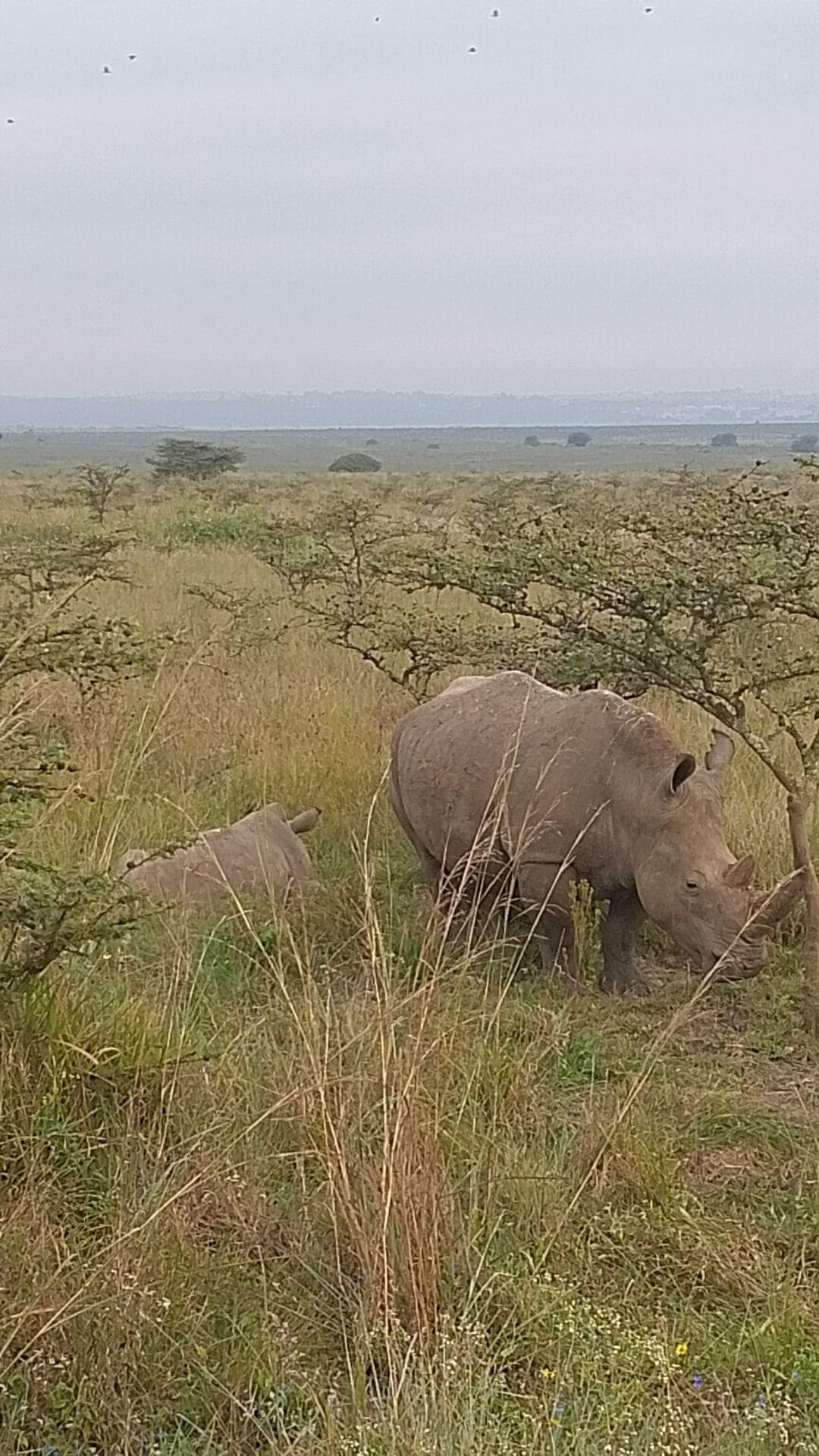 vivi la migliore avventura safari in Kenya Tsavo East, Tsavo West, Amboseli, Masai Mara, Lake Nakuru e Taita-Hills.