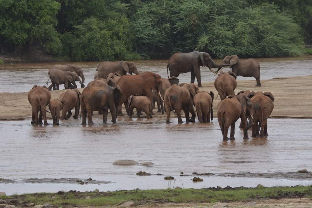 Safari savanna in Kenya. Get to see the big five wild animals.