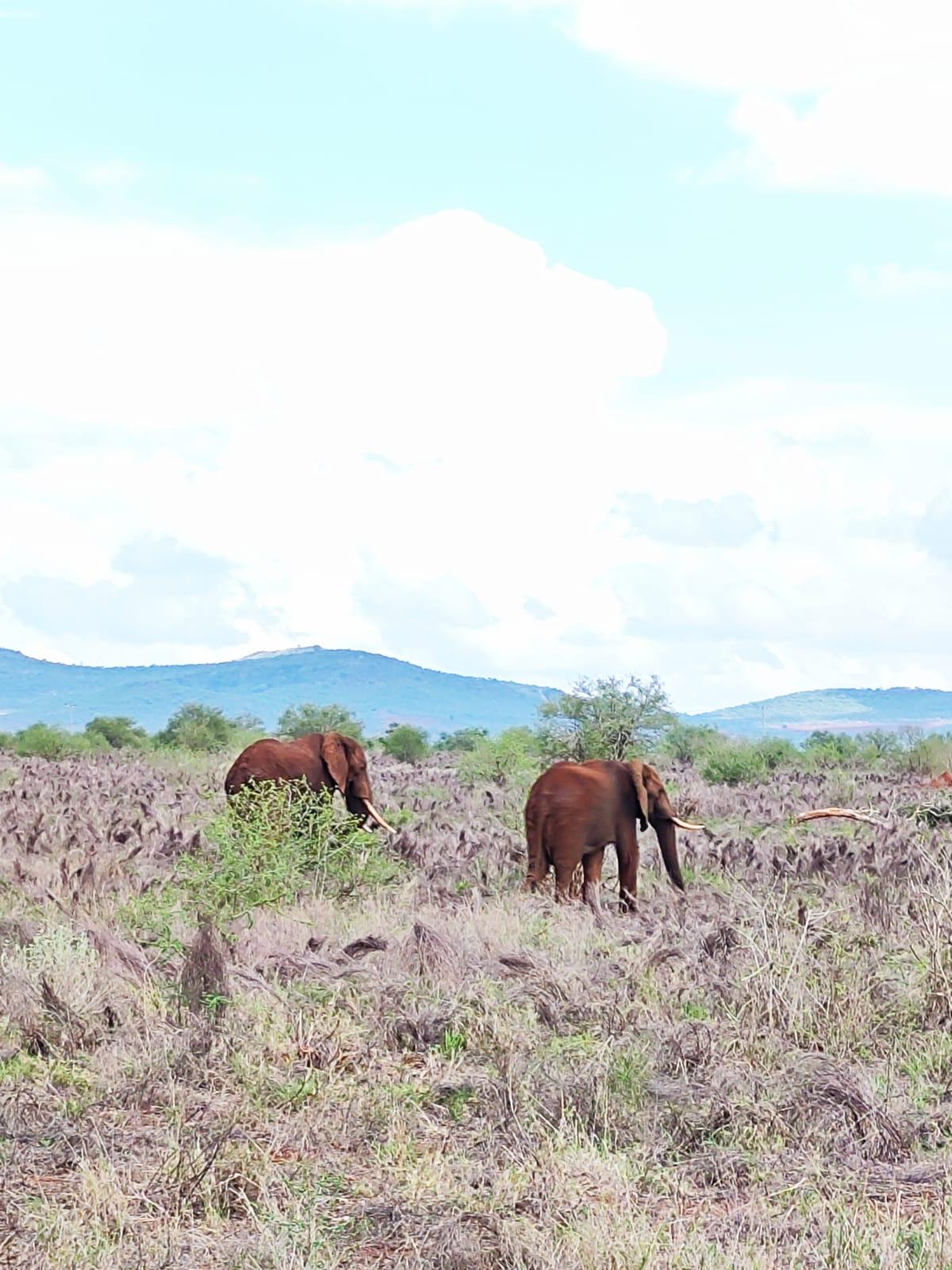 Experience the best safaris adventure in Kenya with us