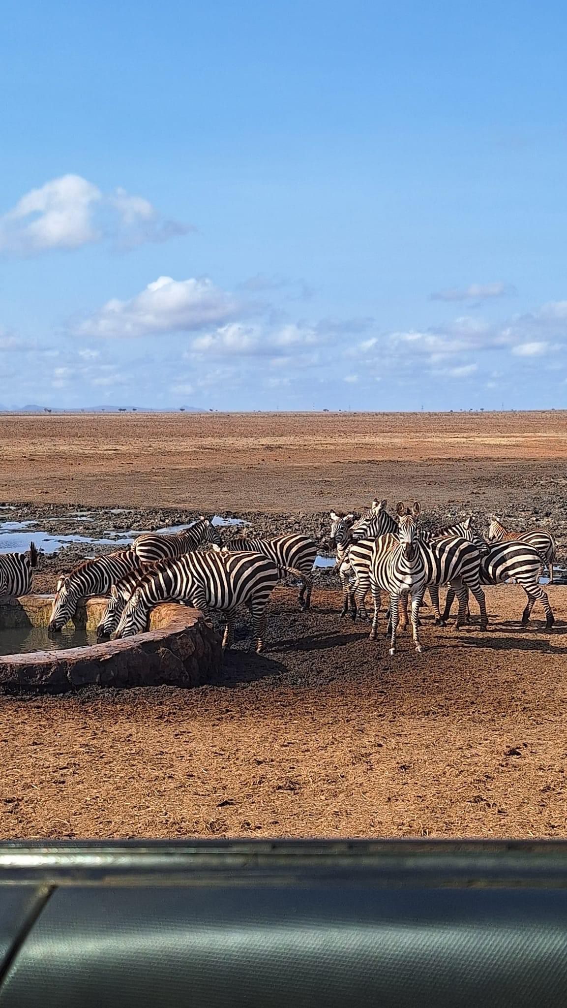 Are you going for safari and want to experience the big five wild animals?Book with us and explore kenya's wildlife