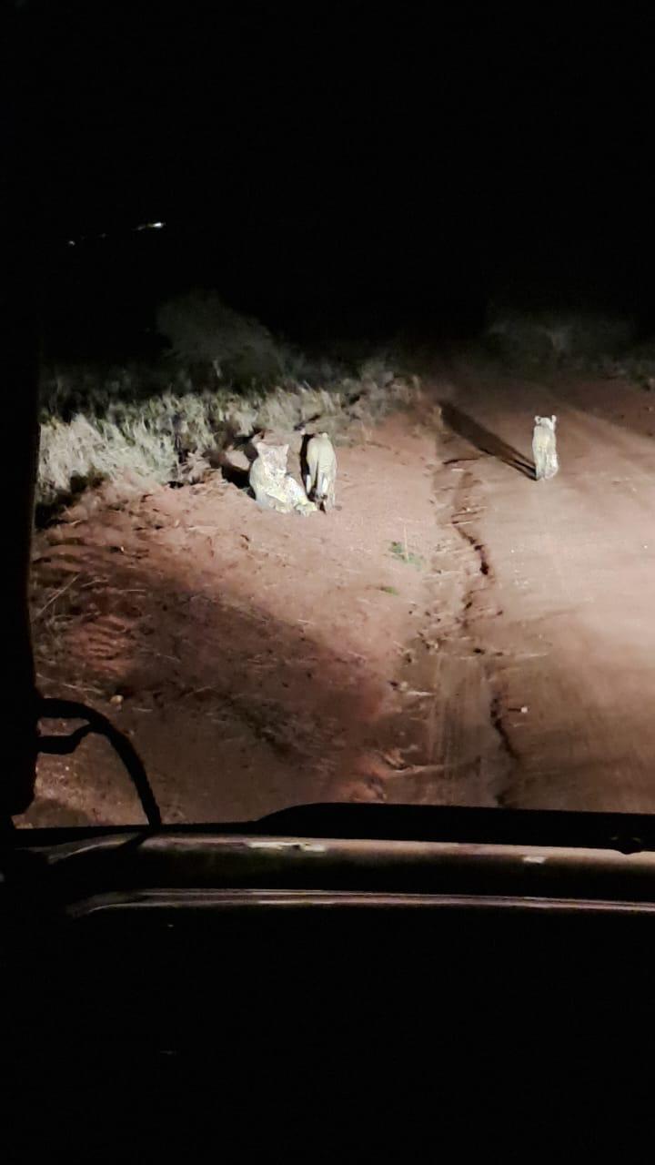 Night safari in Taita hills national park