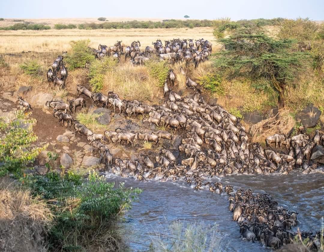 Experience the best safaris adventure in Kenya with us