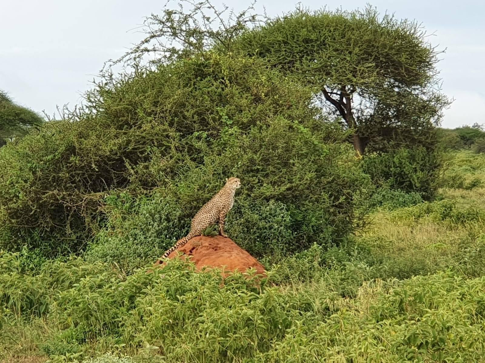 Experience the big five wild animals in Kenya.