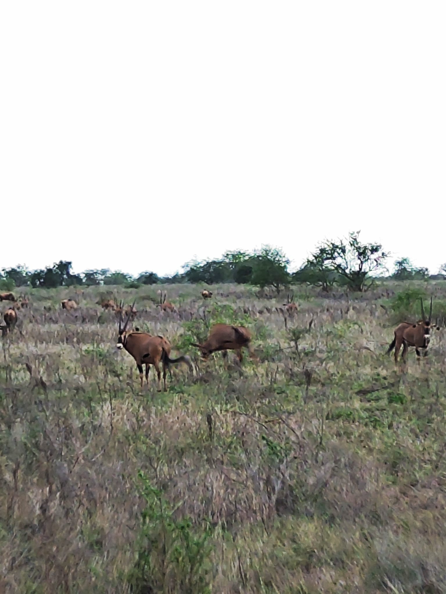 Erleben Sie Safari-Abenteuer und sehen Sie die „Big Five“ in Tsavo Ost, Tsavo West, Amboseli, Masai Mara, Lake Nakuru und Taita Hills.