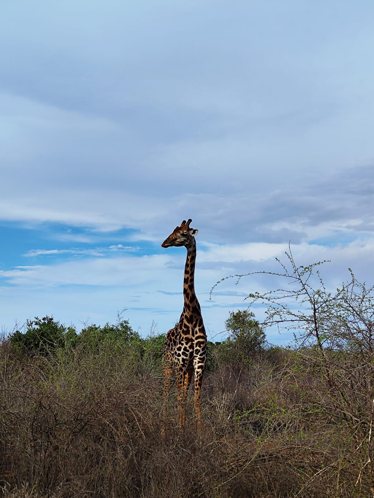 Erleben Sie die wunderschöne Safari und sehen Sie die Big Five in Tsavo East, Tsavo West, Amboseli, Masai Mara, Lake Nakuru und Taita Hills