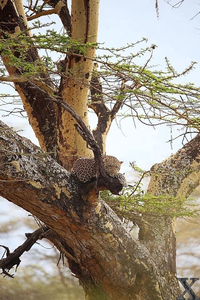 upplev det bästa safariäventyret i kenya tsavo east, Tsavo West, Amboseli, Masai Mara, Lake Nakuru och Taita-Hills.