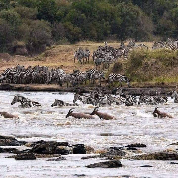 Migration of wild beasts in the masai Mara