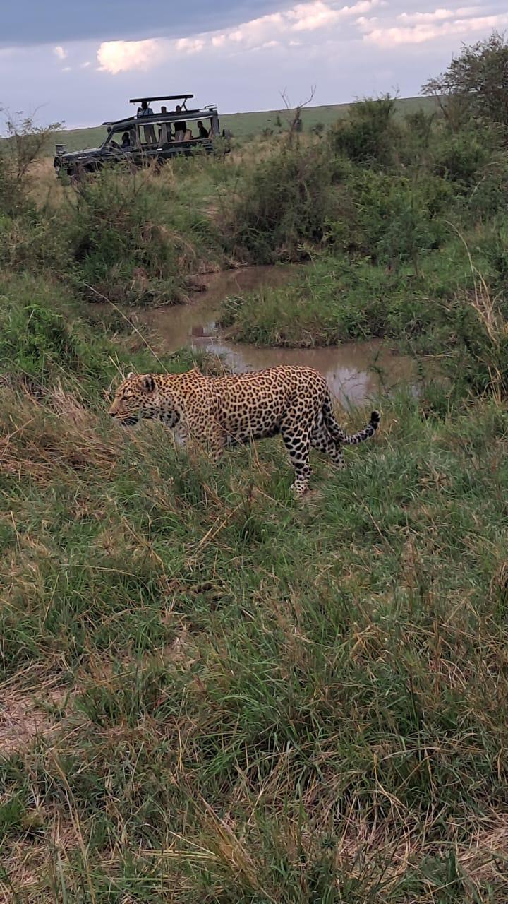 Safari savanna in Kenya