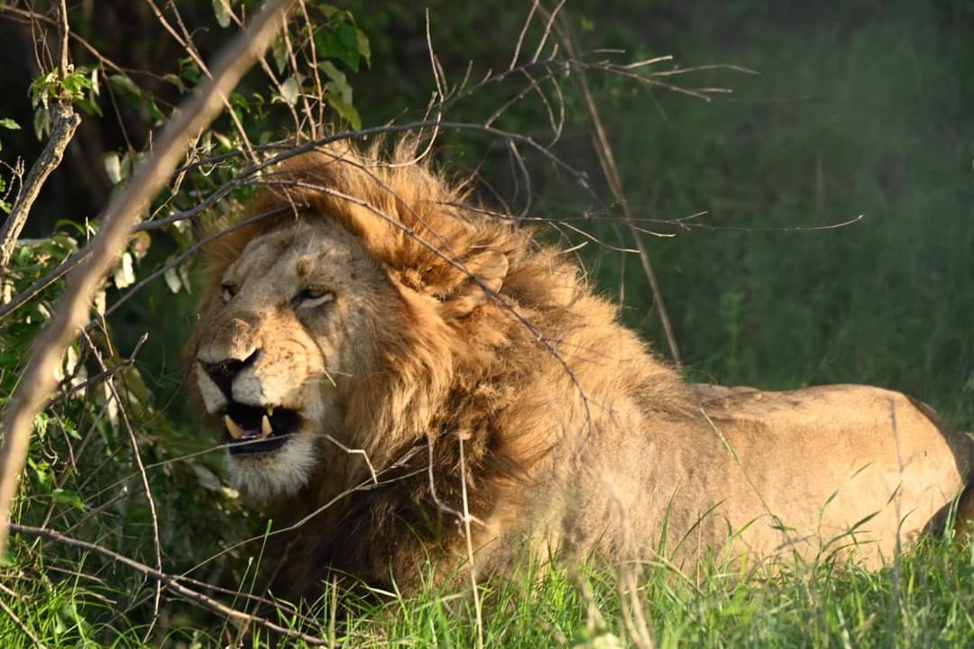 upplev det bästa safariäventyret i kenya tsavo east, Tsavo West, Amboseli, Masai Mara, Lake Nakuru och Taita-Hills.