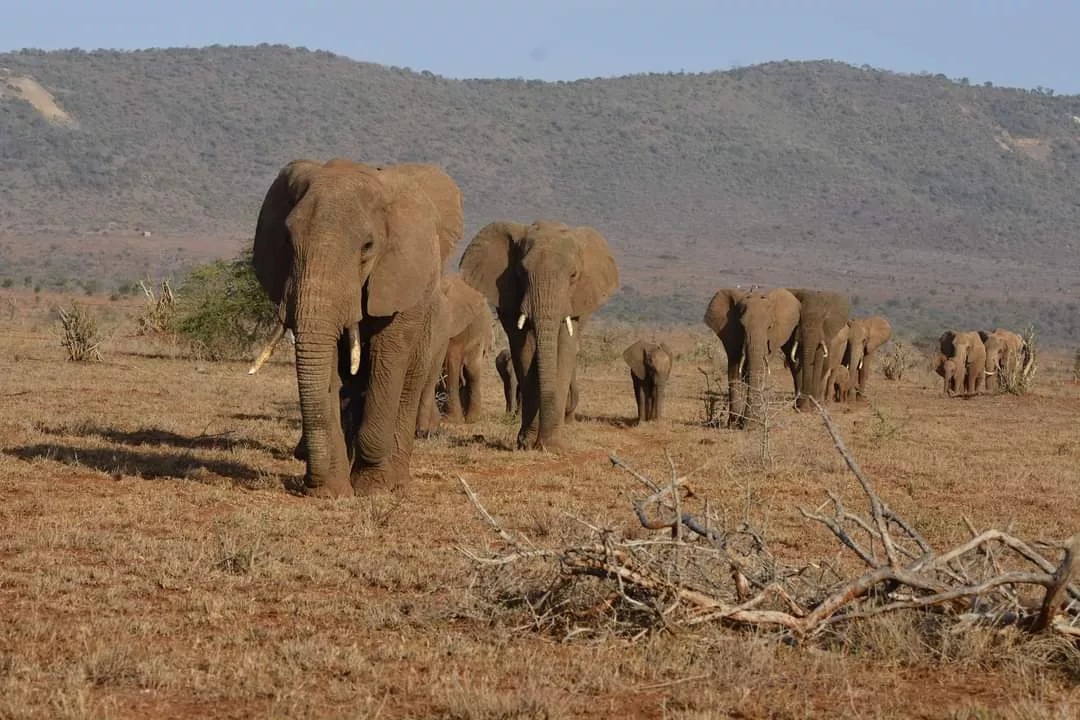 Safari savanna in Kenya.