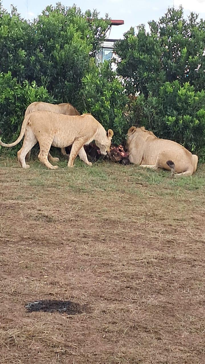 Experience the best safaris adventure in Kenya with us