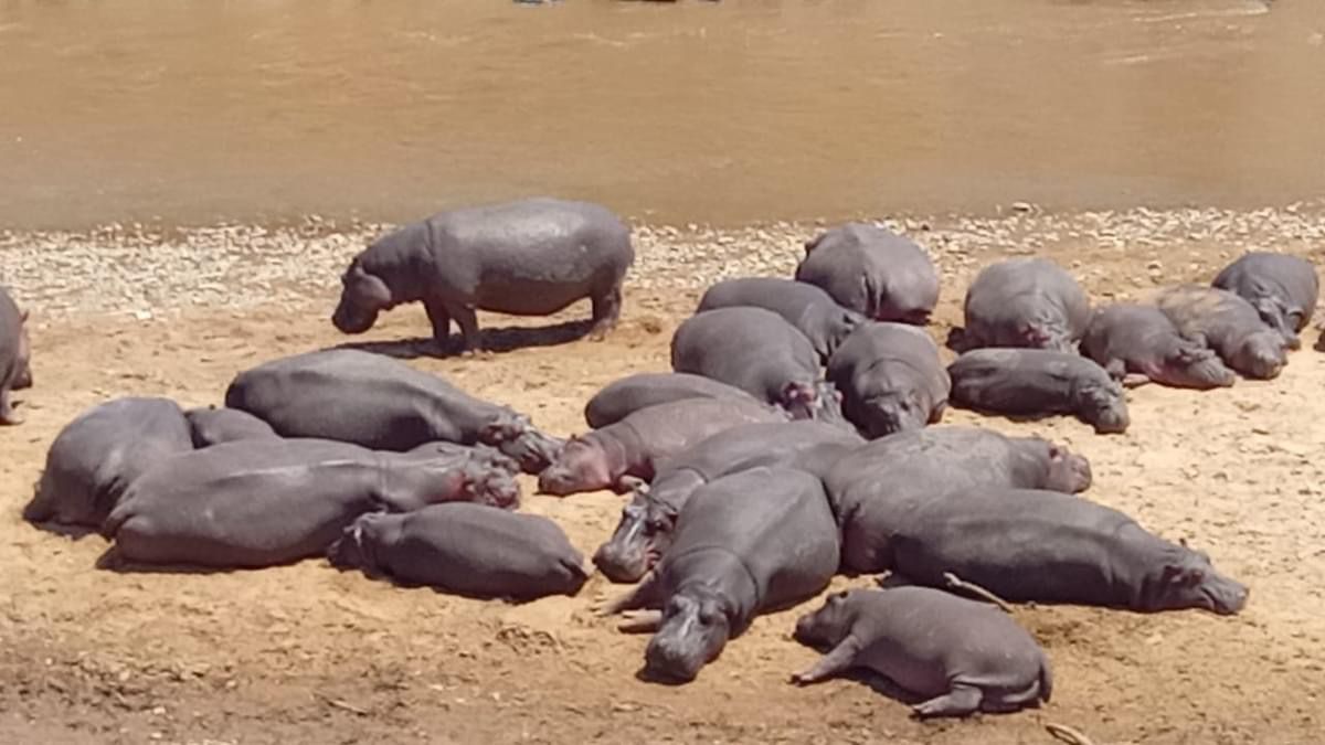 upplev det bästa safariäventyret i kenya tsavo east, Tsavo West, Amboseli, Masai Mara, Lake Nakuru och Taita-Hills.
