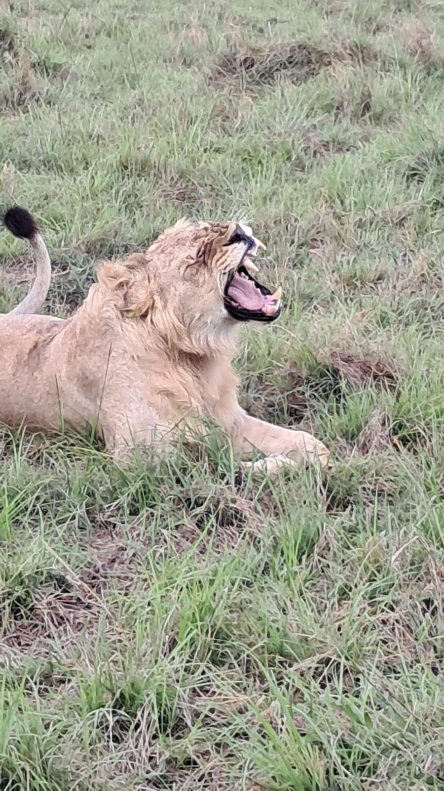 Experience the best safaris adventure in Kenya with us