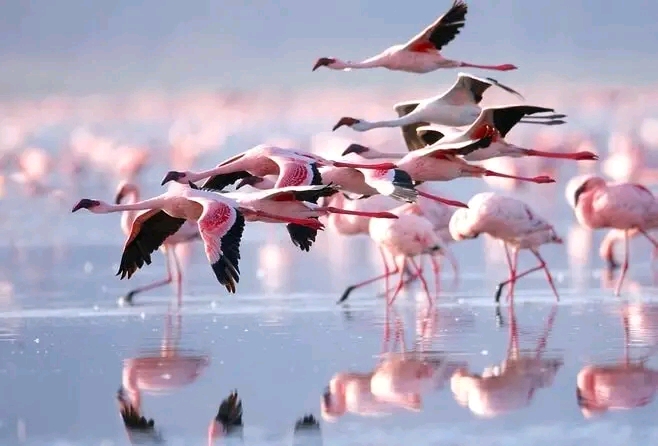 Flamingos in lake nakuru