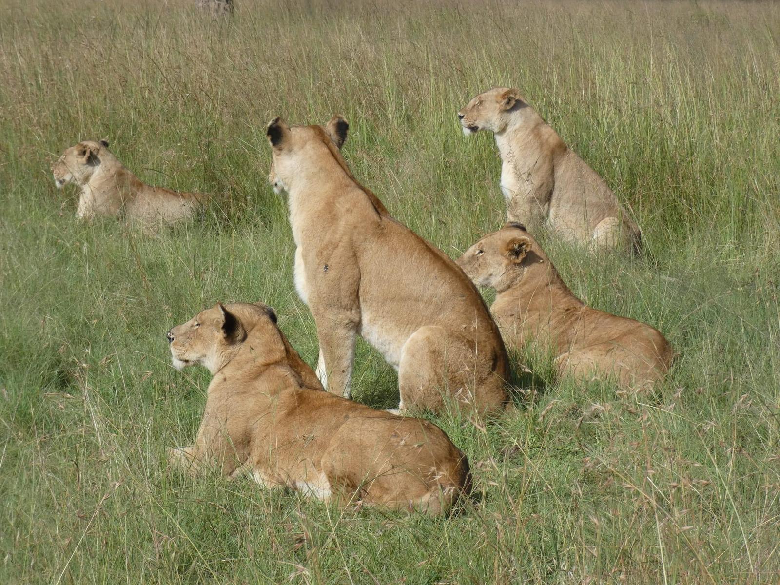 upplev det bästa safariäventyret i kenya tsavo east, Tsavo West, Amboseli, Masai Mara, Lake Nakuru och Taita-Hills.