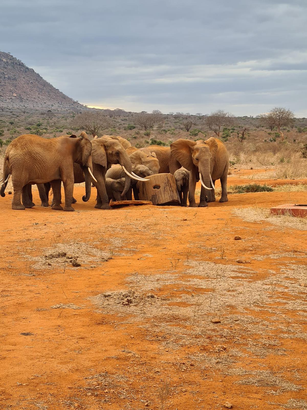 Experience the best safaris adventure in Kenya with us