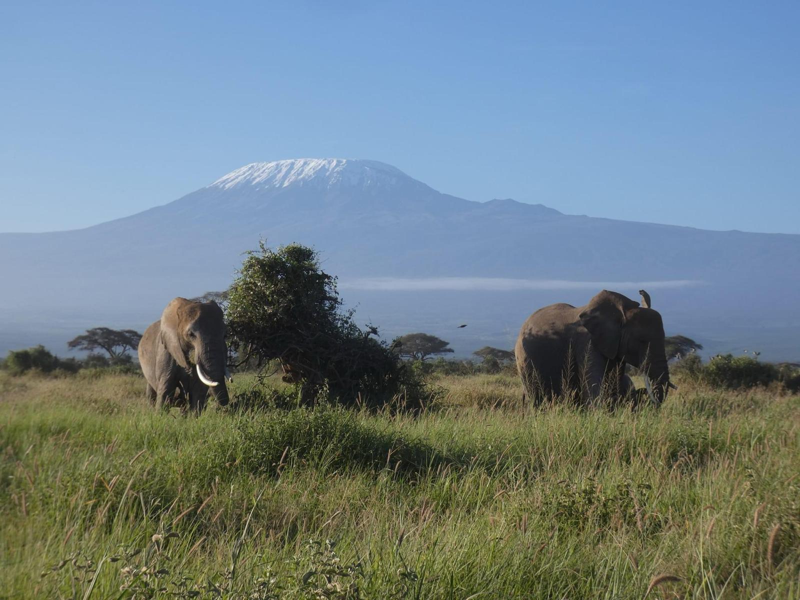 Experience the view of Mountain Kilimanjaro in Amboseli, one of the best parks in Kenya