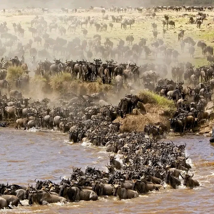 Migration of the wild beasts in masai Mara.