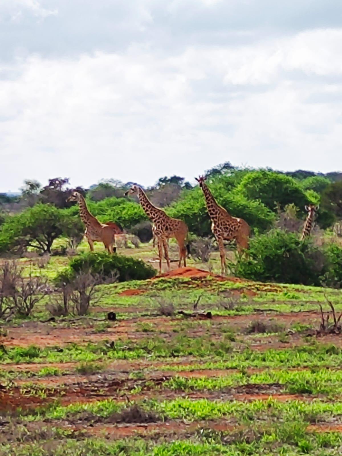 Book the world best adventure with us and get to experience the big five wild animals in Kenya.