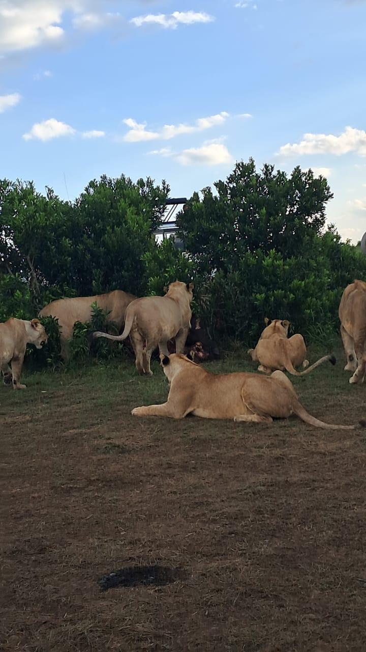 Safari savanna in Kenya. Experience the famous big five wild animals with us.