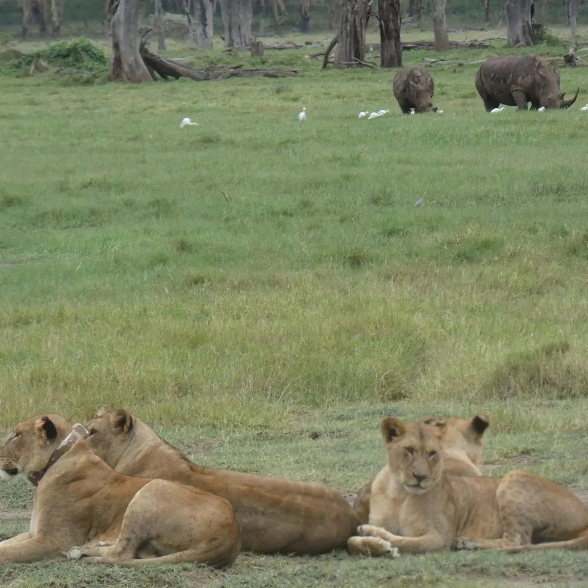 Experience the best safaris adventure in Kenya with us