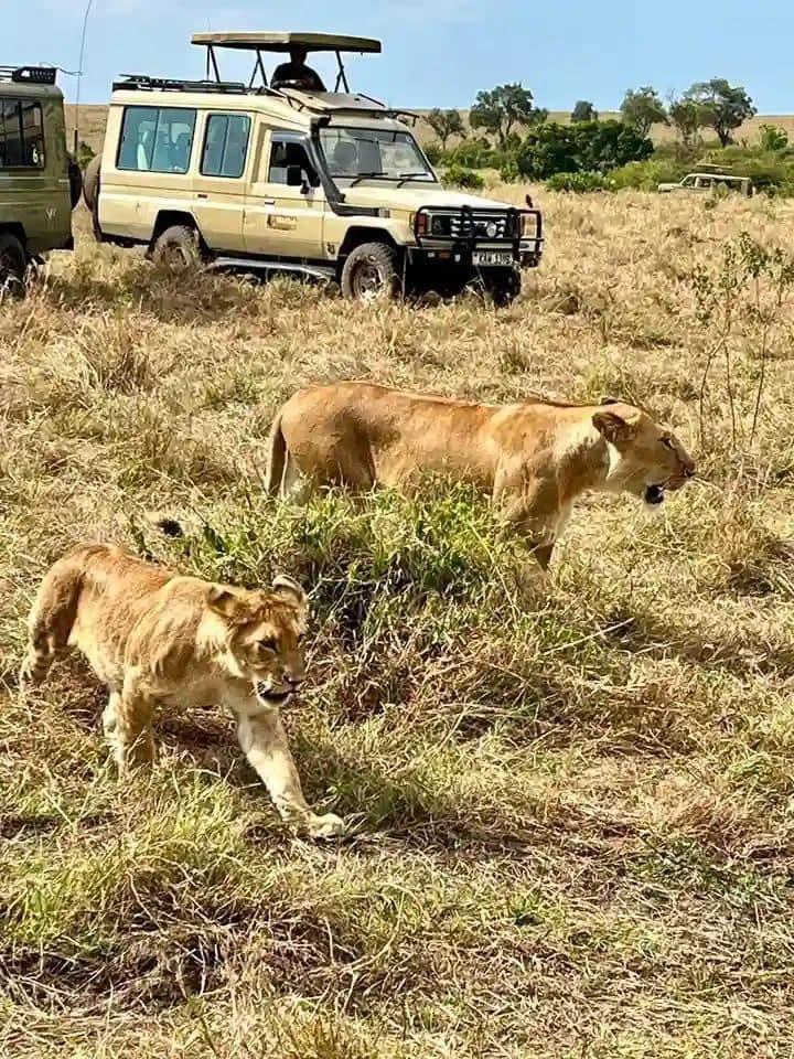 Experience the big five lions,cheetah, Elephants,Rhinos,hippos and many more visiting Tsavo East, Amboseli, Masai Mara, Taita-Hills, Tsavo West, Lake Nakuru