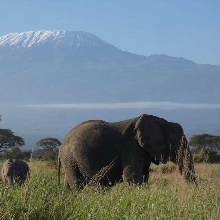 Experience the view of Mountain Kilimangiaro in Amboseli national park in Kenya