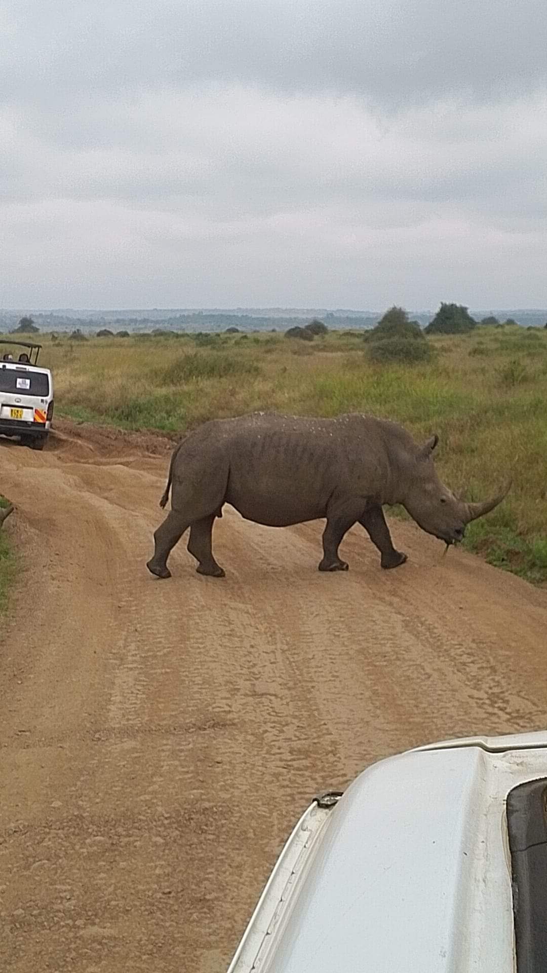 Erleben Sie die wunderschöne Safari und sehen Sie die Big Five in Tsavo East, Tsavo West, Amboseli, Masai Mara, Lake Nakuru und Taita Hills