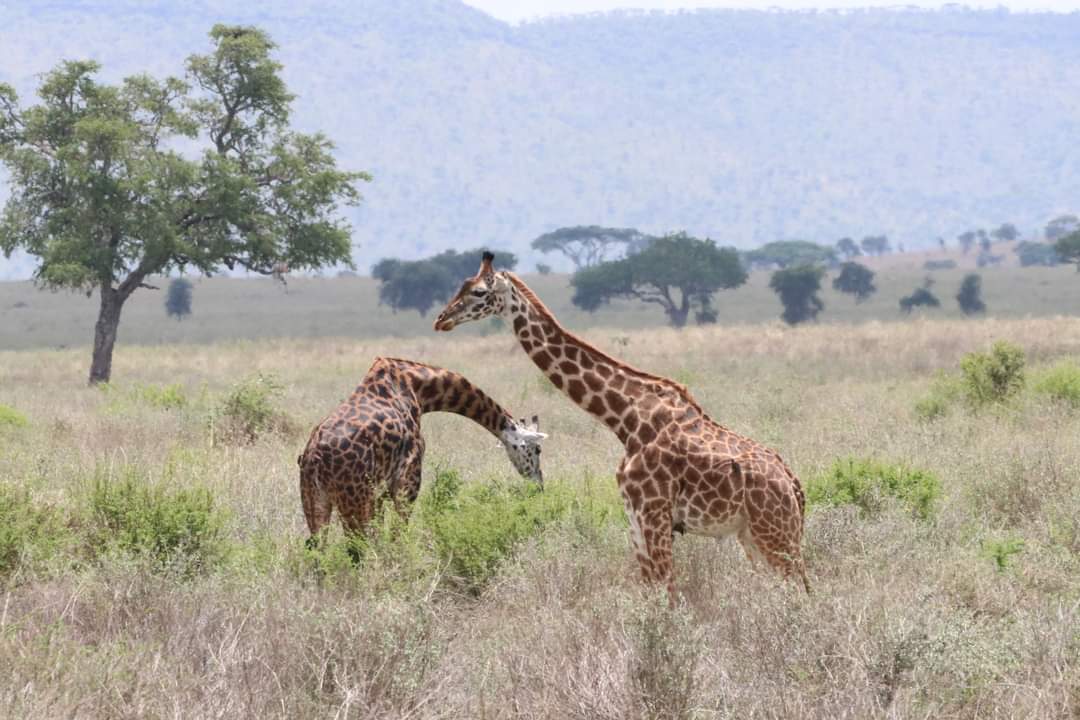 Erleben Sie Safari-Abenteuer und sehen Sie die „Big Five“ in Tsavo Ost, Tsavo West, Amboseli, Masai Mara, Lake Nakuru und Taita Hills.