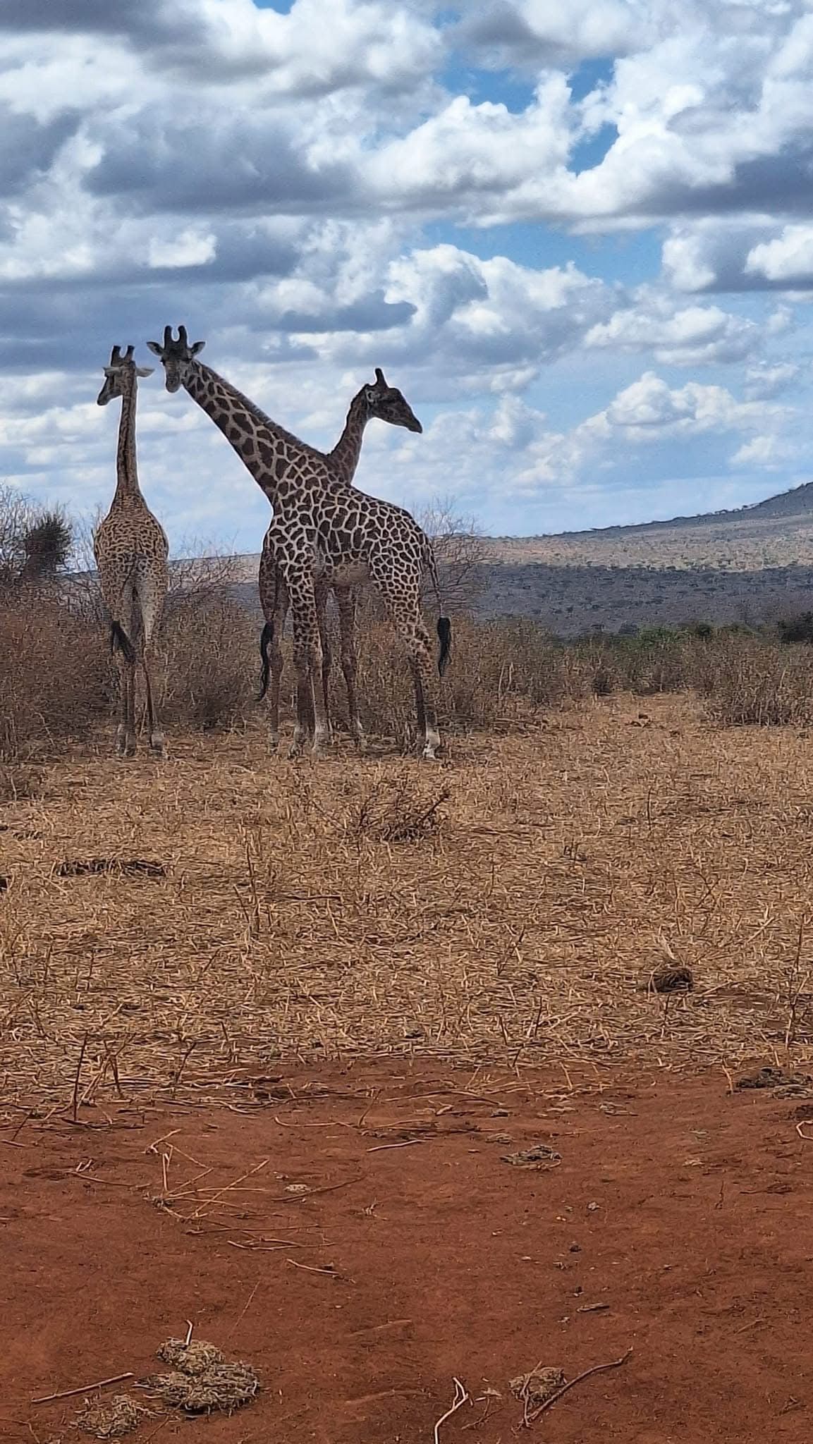 Book with us and experience the big five animals in Tsavo east, Tsavo West, Amboseli, Masai Mara, Lake Nakuru, Taita Hills,