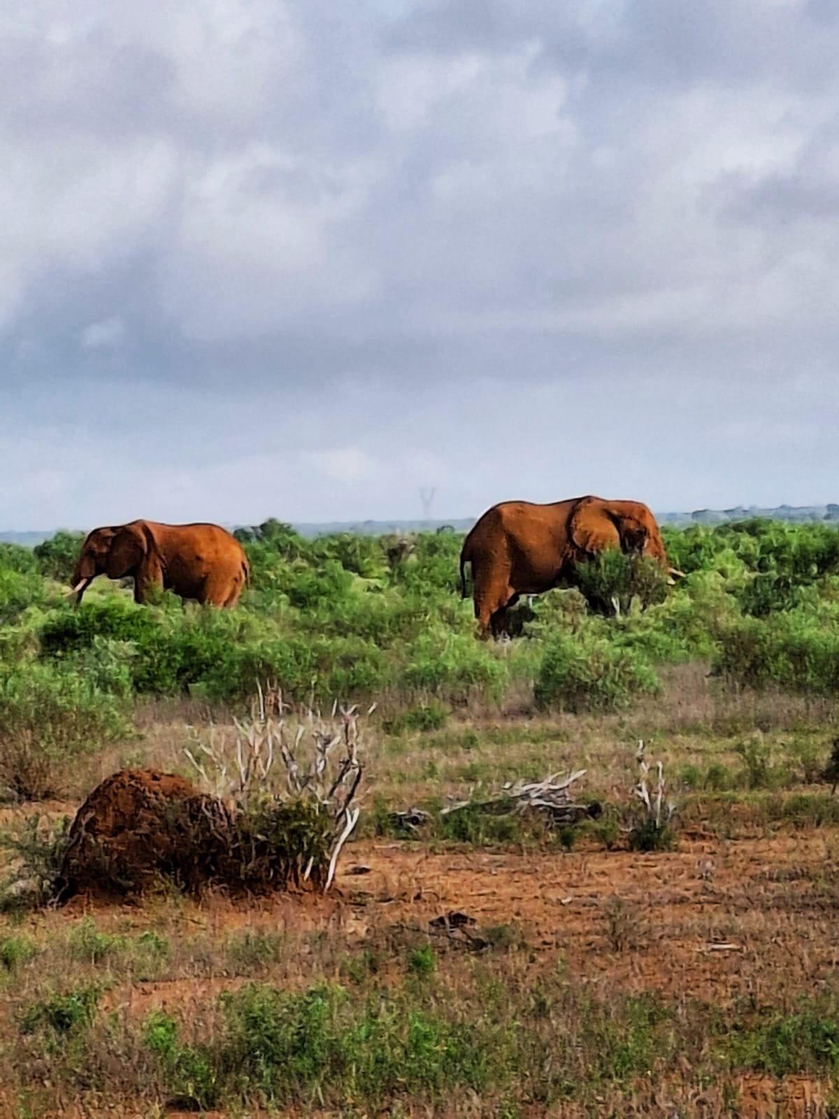 Are you going for safari savana?book with us and explore kenya adventure in Masai Mara, Lake Nakuru, Amboseli, Tsavo East.,Tsavo West, Naivasha and Taita-Hills.