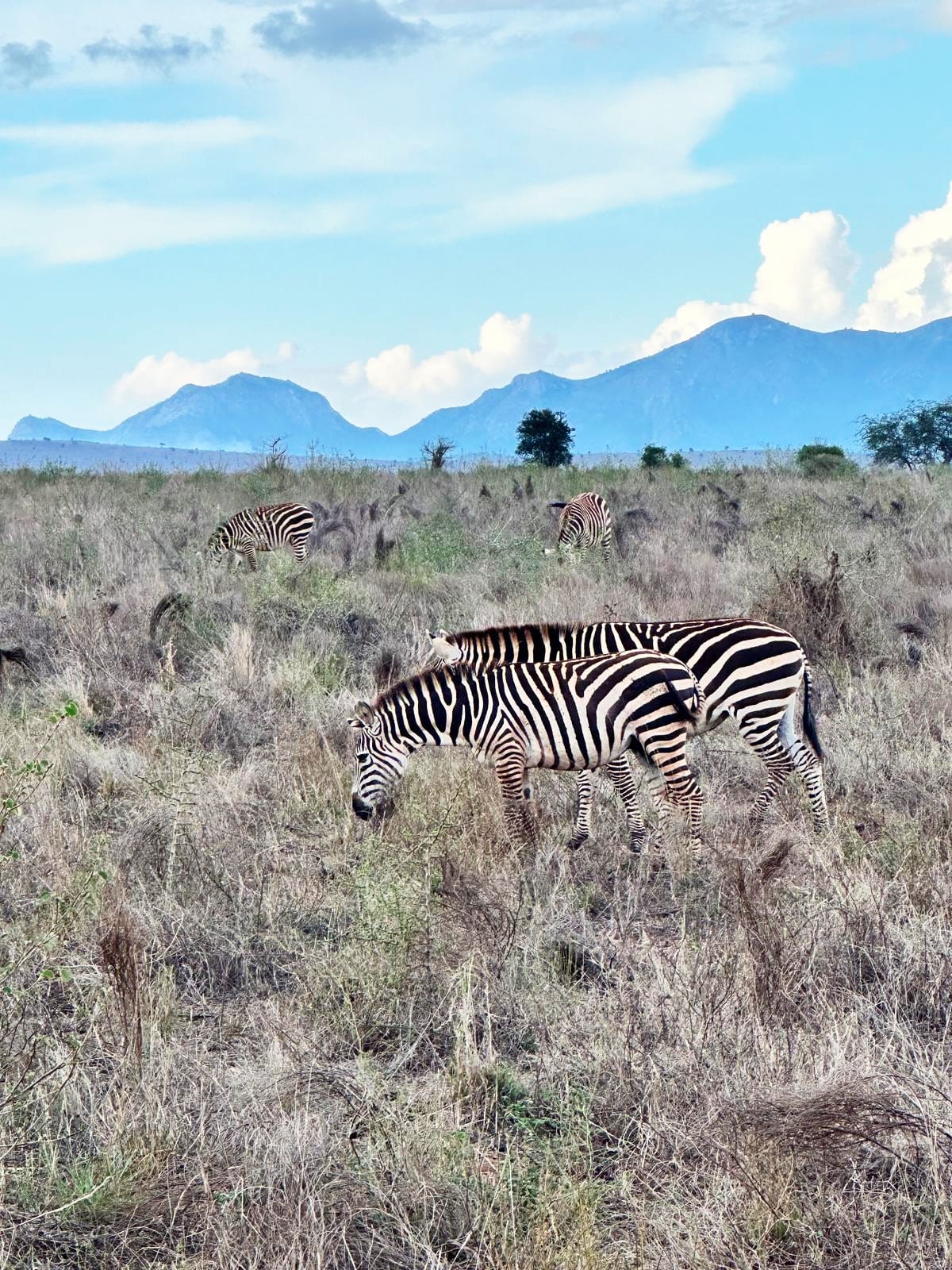 Experience the best safaris adventure in Kenya with us.