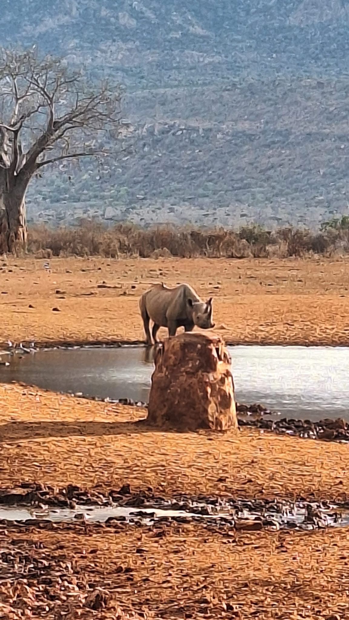 Explore Kenya adventure by booking your safari savanna with us. experience the big five wild animals