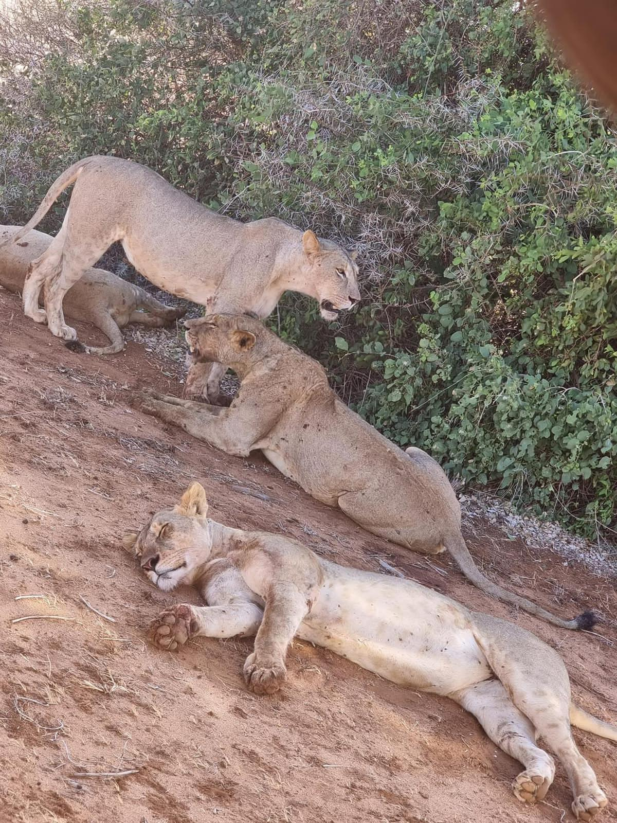 Are you going for safari and want to experience the big five wild animals in Tsavo East, Tsavo West, Amboseli,Masai Mara, Lake Nakuru, Taita Hills and Naivasha?Book with us and explore kenya's wildlife