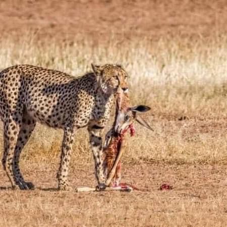 Experience the best safaris adventure in Kenya with us