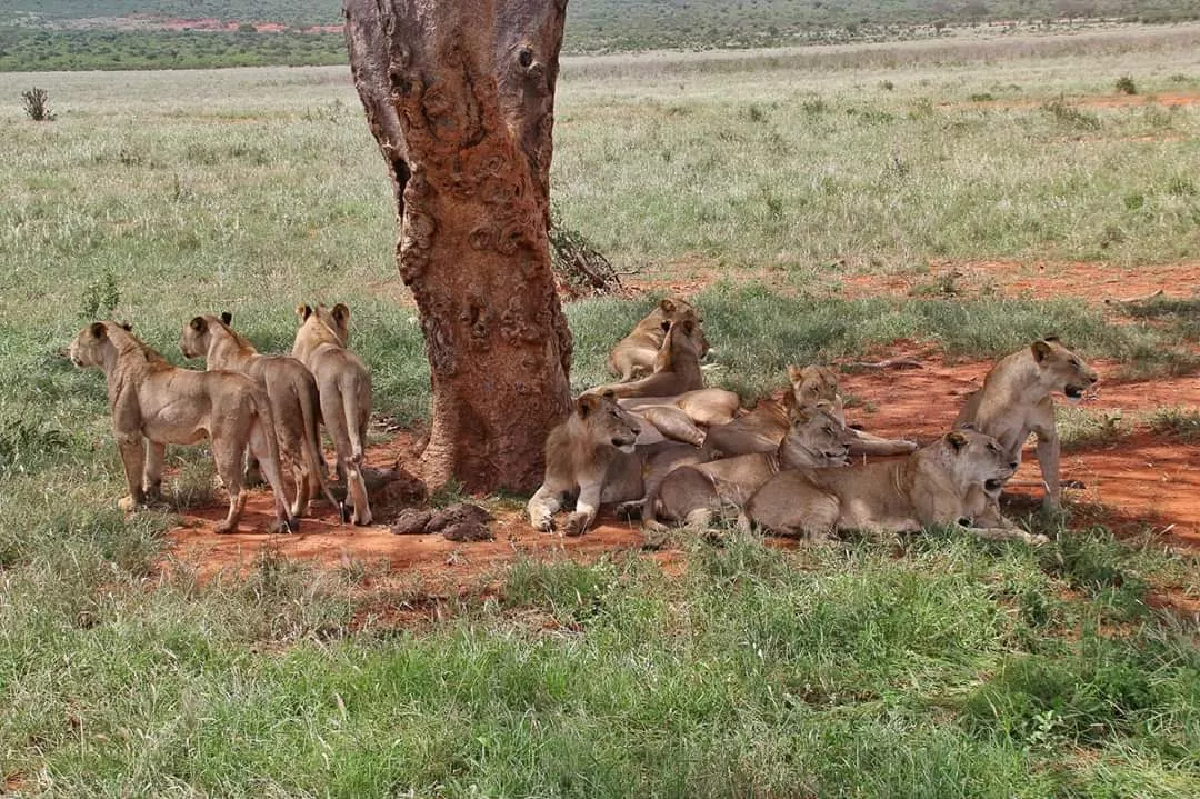 Safari savanna in Tsavo east, Tsavo West, Amboseli, Masai Mara, Lake Nakuru, Taita Hills