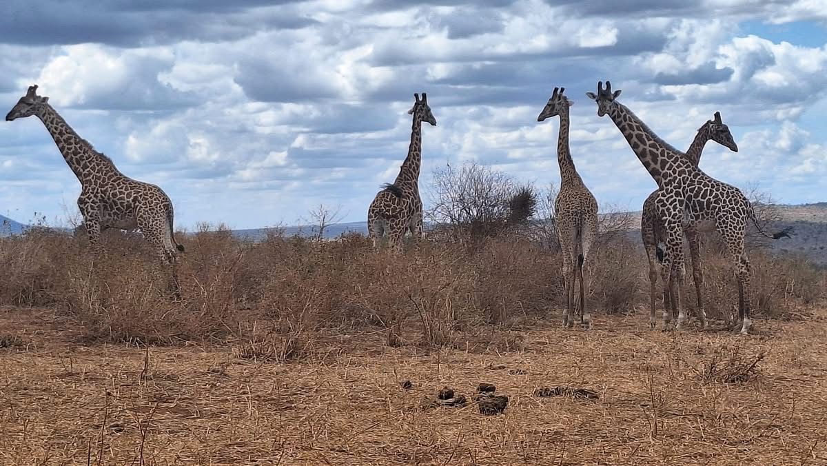 Safari in Kenya.