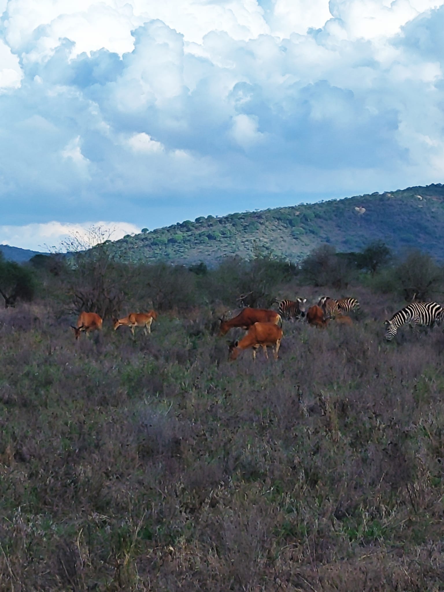 Safari savanna in Kenya.