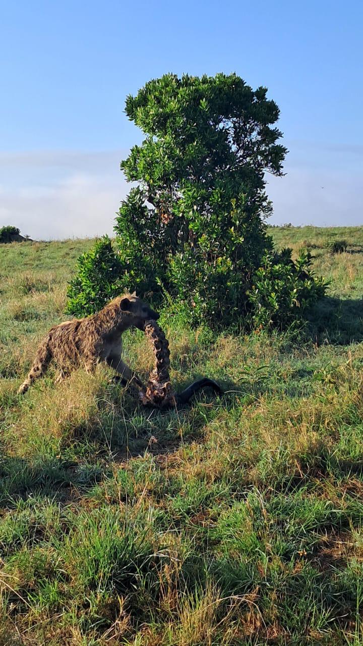 Experience the best safaris adventure in Kenya with us
