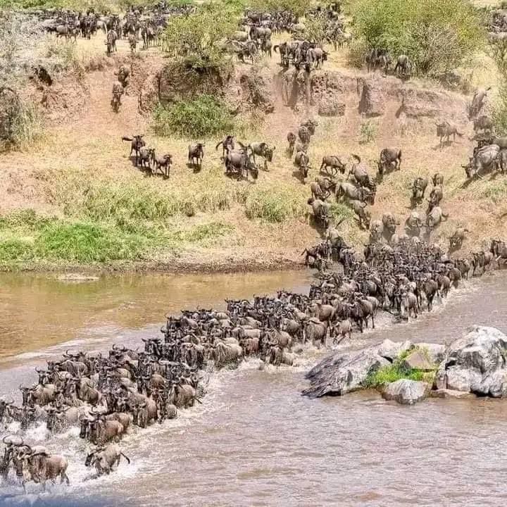 Experience the migration of wildbeast in masai Mara.