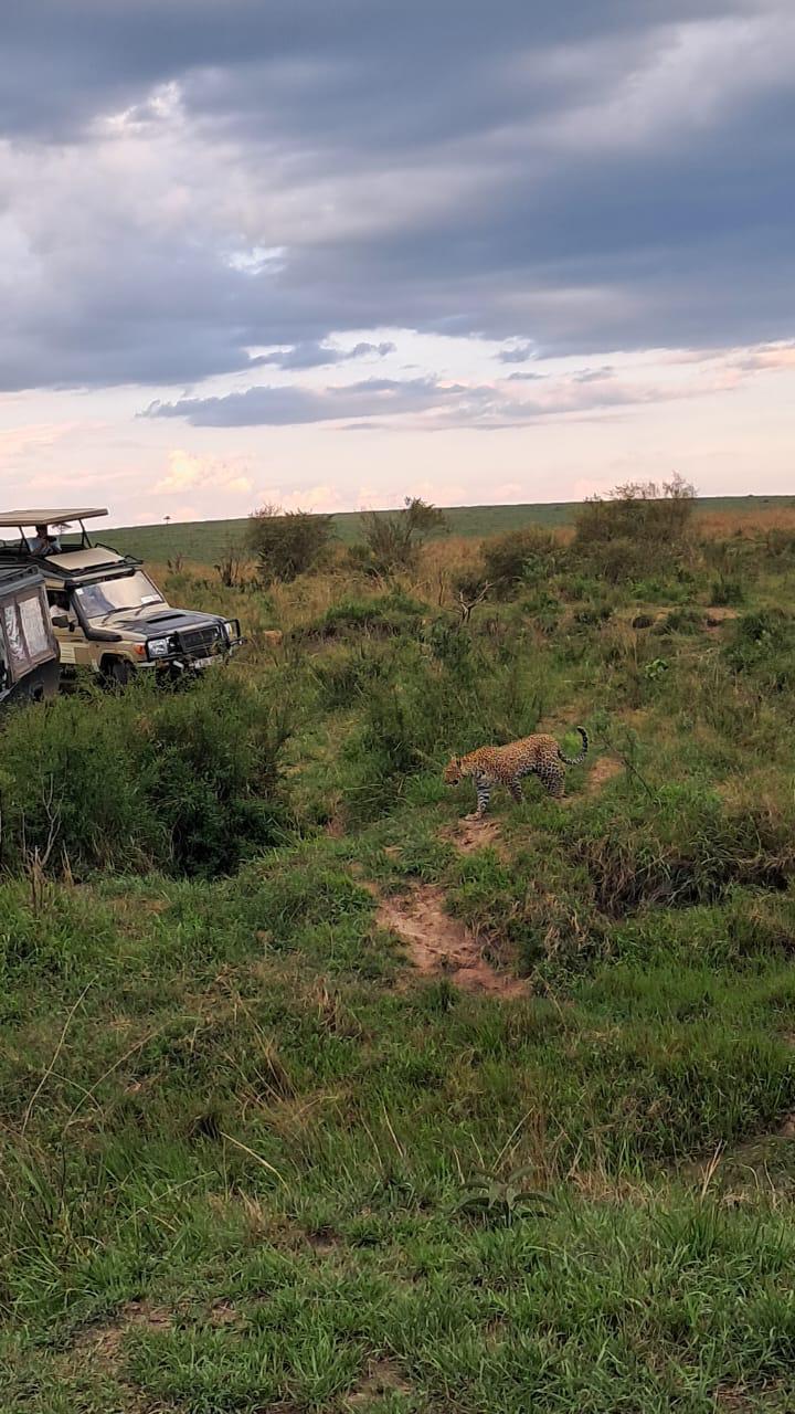 World best safari in Kenya masai Mara.