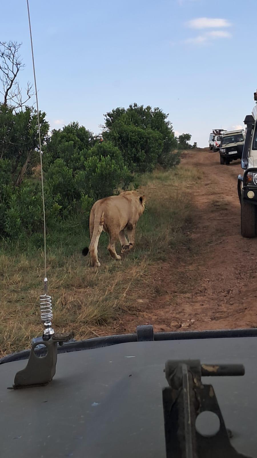 Are you going for safari in Kenya and want to experience the best safaris adventure by seeing the big five wild animals?