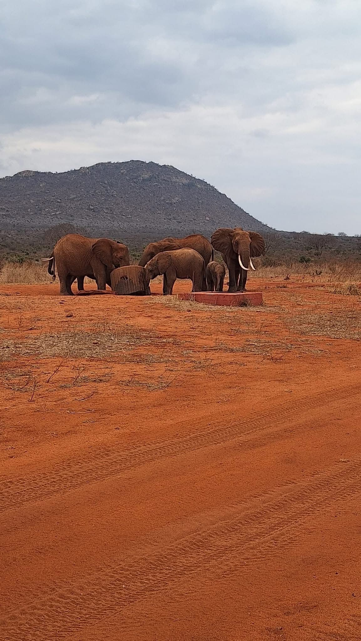 Explore Kenya best safaris adventure with us..See the big five wild animals.