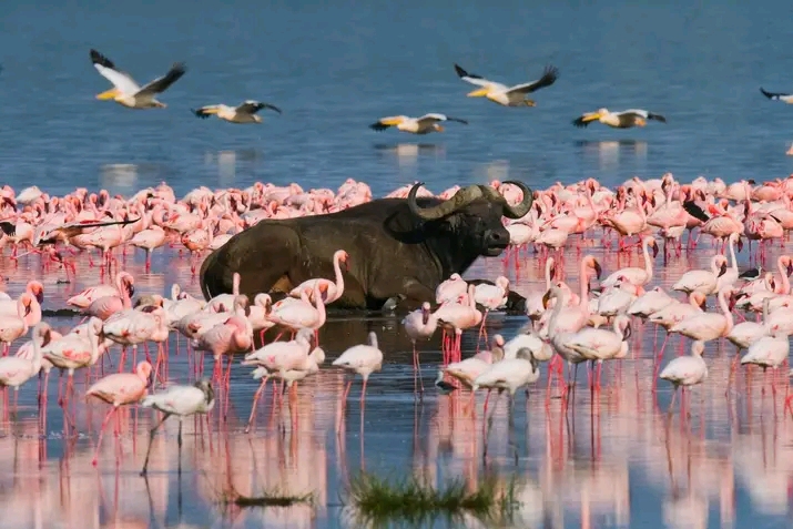 Worlds famous birds flamingos in Lake nakuru.book your safari savanna with us  and experience the big five wild animals.